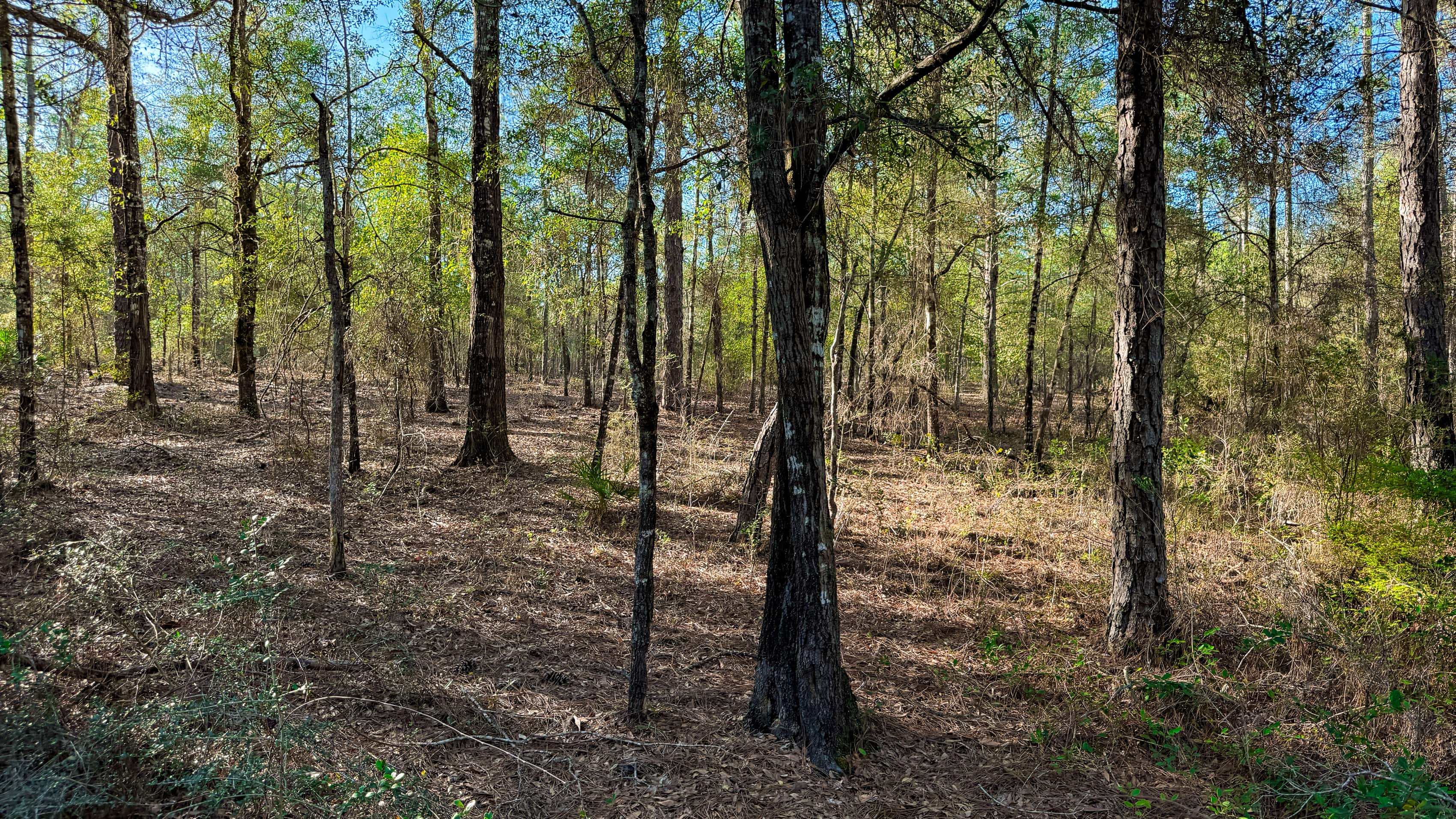 A sandy trail through Florida piney woods